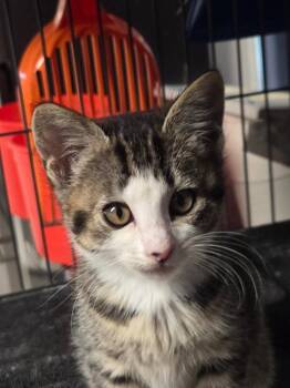 Domestic Short Hair Cats Available for Adoption in Shelton, Washington - Spoon / Ladle | PetCurious