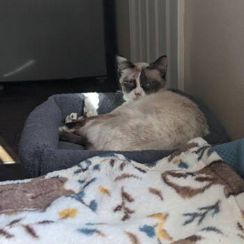 Isla -  Domestic Medium Hair and Siamese Cat for Adoption in Phoenix, Arizona - Isla | PetCurious