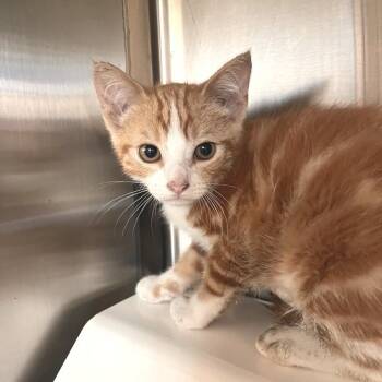 Jezebel -  Domestic Short Hair Cat for Adoption in Los Angeles, California - Jezebel | PetCurious