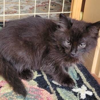 Downy (tan collar) -  Domestic Medium Hair Cat for Adoption in Coos Bay, Oregon - Downy (tan Collar) | PetCurious