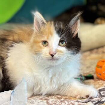 Pumpkin -  Domestic Medium Hair Cat for Adoption in Nashville, Indiana - Pumpkin | PetCurious