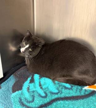 Domestic Short Hair Cats Available for Adoption in Liverpool, New York - Bacon | PetCurious
