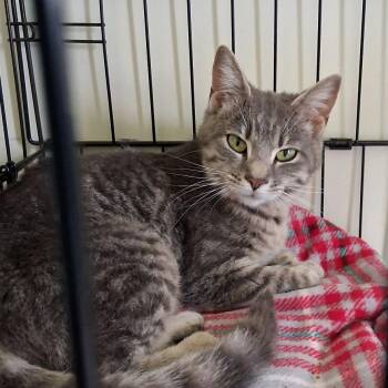 Domestic Short Hair Cats Available for Adoption in La Grange, Kentucky - Lily | PetCurious
