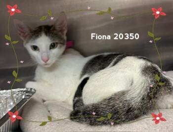 FIONA -  Domestic Short Hair Cat for Adoption in Marietta, Georgia - FIONA | PetCurious