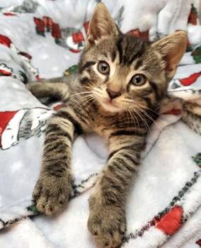 Tucci -  Domestic Short Hair Cat Available for Adoption in Quakertown, Pennsylvania - Tucci | PetCurious