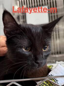 Lafayette 26 -  Domestic Long Hair Cat for Adoption in Brookhaven, Mississippi - Lafayette 26 | PetCurious