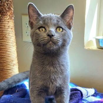 Superman -  Domestic Short Hair Cat for Adoption in Springfield, Ohio - Superman | PetCurious