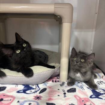 Prestige -  Domestic Medium Hair Cat for Adoption in Puslinch, Ontario - Prestige | PetCurious