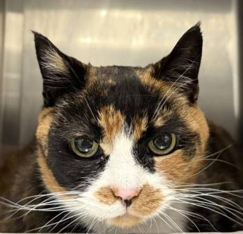 Domestic Short Hair Cats Available for Adoption - Brie | PetCurious