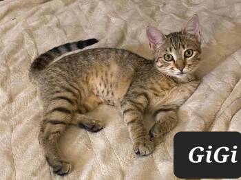 Domestic Short Hair Cats Available for Adoption - Gigi 7488 | PetCurious