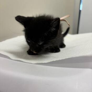 Ms. Laura -  Domestic Short Hair Cat for Adoption in Chattanooga, Tennessee - Ms. Laura | PetCurious