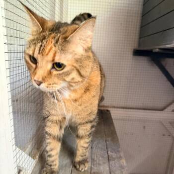 Domestic Short Hair Cats Available for Adoption in Nokesville, Virginia - Pepper | PetCurious
