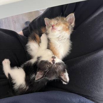 Charlie Darwin -  Domestic Short Hair Cat Available for Adoption in Spokane, Washington - Charlie Darwin | PetCurious