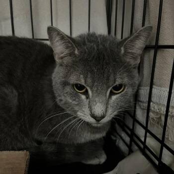 Transit -  Domestic Short Hair Cat for Adoption in Lyndhurst, Virginia - Transit | PetCurious