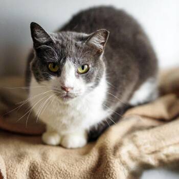 Cream Cheese Danish -  Domestic Short Hair Cat for Adoption in Austin, Texas - Cream Cheese Danish | PetCurious