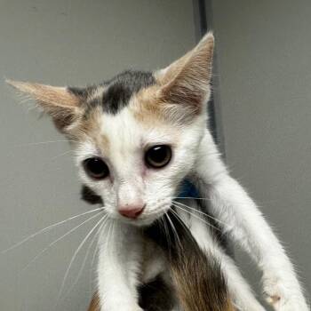 Hershey -  Domestic Short Hair Cat for Adoption in Concord, North Carolina - Hershey | PetCurious