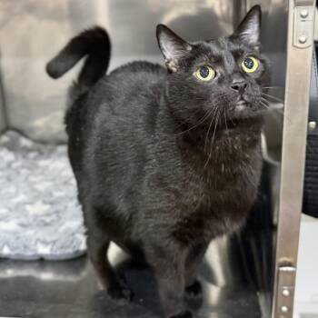 Domestic Short Hair Cats Available for Adoption in Bridgeville, Pennsylvania - Herb | PetCurious