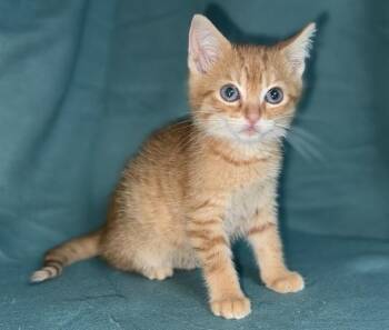 Teeny -  Domestic Short Hair Cat for Adoption in North Babylon, New York - Teeny | PetCurious