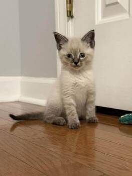 Domestic Short Hair Cats Available for Adoption in Warner Robins, Georgia - Mickey | PetCurious