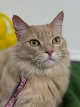 Parmesan-One of our Amazing Rescue Cats -  Domestic Long Hair Cat for Adoption in Carlsbad, California - Parmesan-One Of Our Amazing Rescue Cats | PetCurious