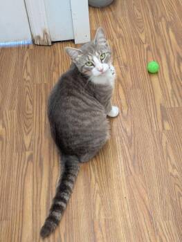 Maliki -  Domestic Short Hair Cat for Adoption in Plymouth, Connecticut - Maliki | PetCurious