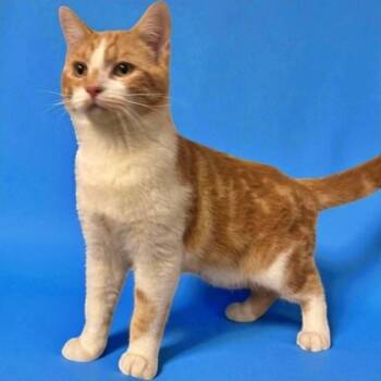 Rescue Domestic Short Hair Cats for Adoption in Morton Grove, Illinois - Yale | PetCurious