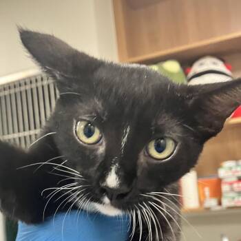 Absol -  Domestic Short Hair Cat for Adoption in Las Cruces, New Mexico - Absol | PetCurious