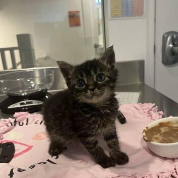 Eddie Van Halen -  Domestic Short Hair Cat for Adoption in Los Angeles, California - Eddie Van Halen | PetCurious
