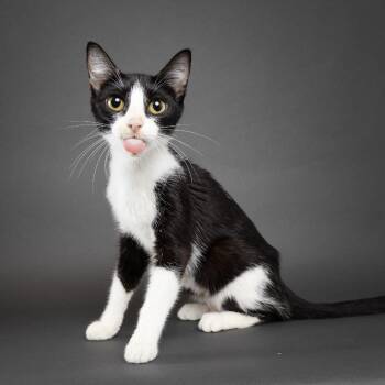 Starburst -  Domestic Short Hair Cat for Adoption in Franklin, Tennessee - Starburst | PetCurious