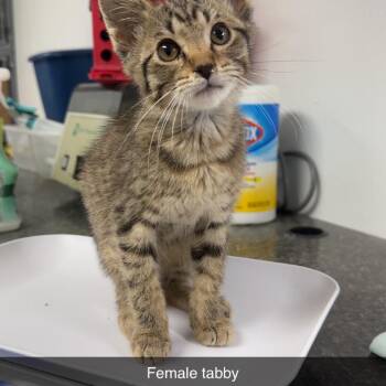 Kitten 1 -  Domestic Short Hair Cat for Adoption in Shelbyville, Illinois - Kitten 1 | PetCurious