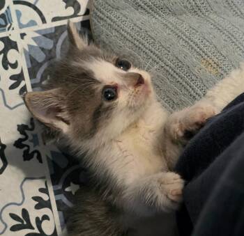 Charlie -  Domestic Short Hair Cat for Adoption in Buford, Georgia - Charlie | PetCurious