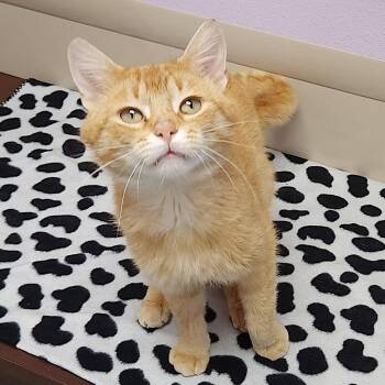 Loaf -  Tabby Cat for Adoption in Marshfield, Wisconsin - Loaf | PetCurious