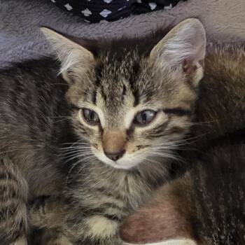 speedway -  Domestic Short Hair Cat for Adoption in Camden, Delaware - Speedway | PetCurious