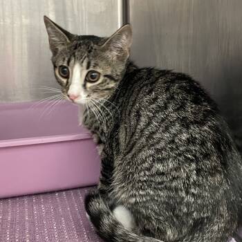 Rescue Domestic Short Hair Cats for Adoption in Port Charlotte, Florida - Potato | PetCurious