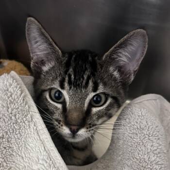 Stardust -  Domestic Short Hair Cat for Adoption in Nashville, Tennessee - Stardust | PetCurious