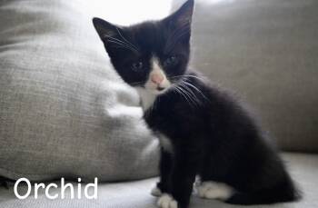 Orchid -  American Shorthair Cat for Adoption in Springfield, Massachusetts - Orchid | PetCurious