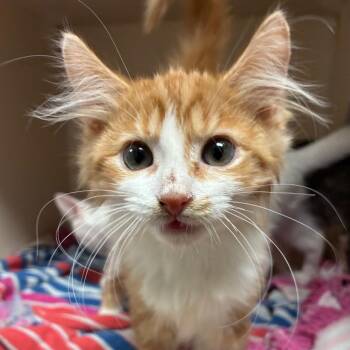 Domestic Medium Hair Cats Available for Adoption in Yuma, Arizona - Tater Tot | PetCurious