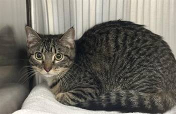 Domestic Short Hair Cats Available for Adoption in Derwood, Maryland - POPPY | PetCurious