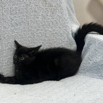Wasabi -  Domestic Short Hair Cat for Adoption in Middletown, New York - Wasabi | PetCurious