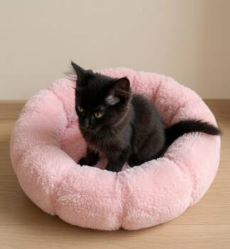 Stella -  Domestic Medium Hair Cat for Adoption in Randolph, Alabama - Stella | PetCurious