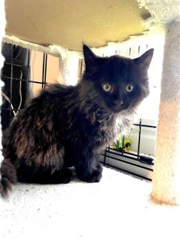 Ninja C -  Domestic Long Hair Cat for Adoption in Newaygo, Michigan - Ninja C | PetCurious