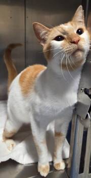 Ginger -  Domestic Short Hair Cat for Adoption in Ocala, Florida - Ginger | PetCurious
