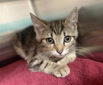 Spork -  Domestic Short Hair Cat for Adoption in Nashville, Tennessee - Spork | PetCurious