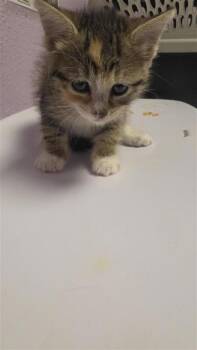 61243474 -  Domestic Short Hair Cat for Adoption in El Paso, Texas - 61243474 | PetCurious