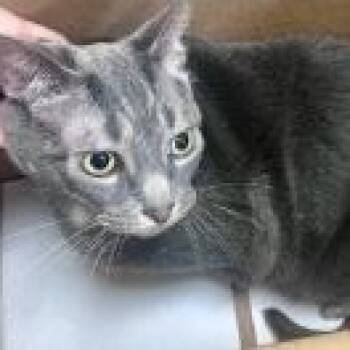 Mindy -  Domestic Short Hair Cat for Adoption in St. Augustine, Florida - Mindy | PetCurious