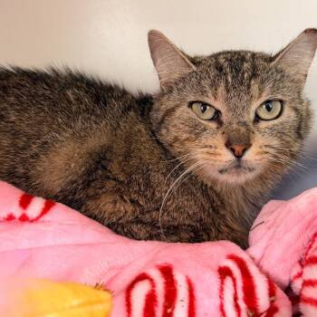 Domestic Short Hair Cats Available for Adoption in Newark, New Jersey - Gladys | PetCurious