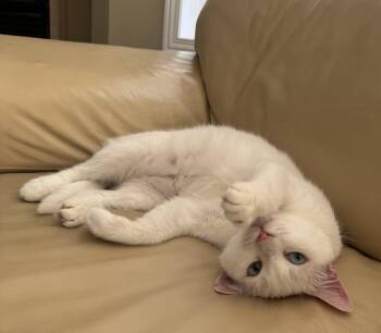 Eira -  Turkish Van and British Shorthair Cat for Adoption in Brampton, Ontario - Eira | PetCurious