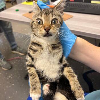 Fractious Fredrick -  Domestic Short Hair Cat for Adoption in Columbiana, Alabama - Fractious Fredrick | PetCurious