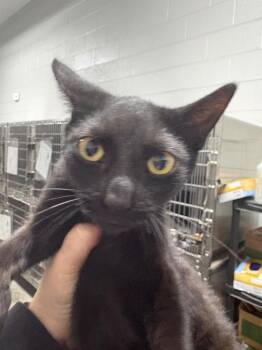 Purrsalot -  Domestic Short Hair Cat for Adoption in Henderson, North Carolina - Purrsalot | PetCurious