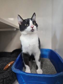 Domestic Short Hair Cats Available for Adoption in Corpus Christi, Texas - Checkers | PetCurious